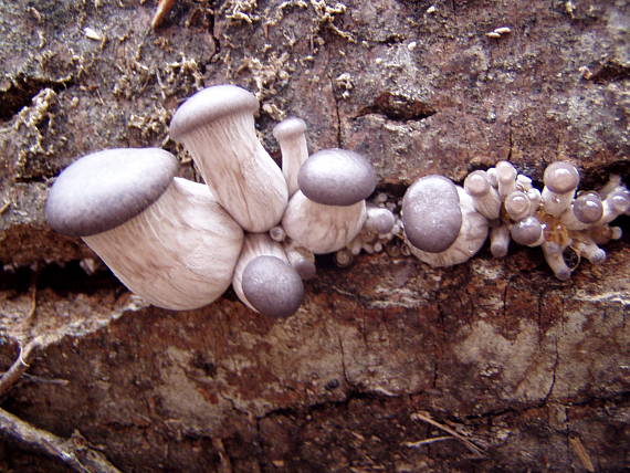 hliva ustricovitá Pleurotus ostreatus (Jacq.) P. Kumm.