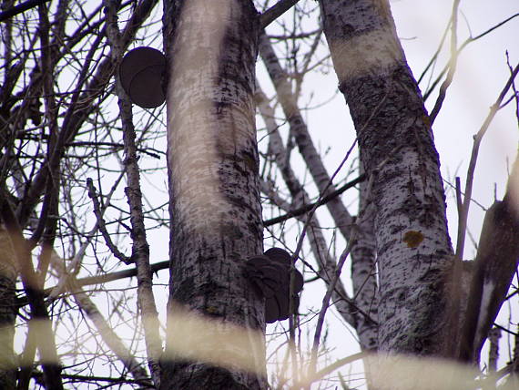 hliva ustricovitá Pleurotus ostreatus (Jacq.) P. Kumm.