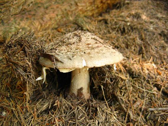 muchotrávka červenkastá Amanita rubescens Pers.