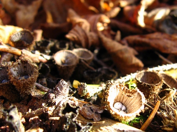 čiaškovec pásikavý Cyathus striatus (Huds.) Willd.