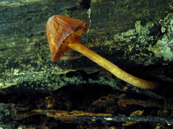 prilbička Mycena sp.