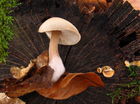 peniazovka maslová Rhodocollybia butyracea (Bull.) Lennox