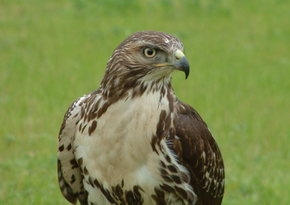 myšiak hôrny Buteo Buteo