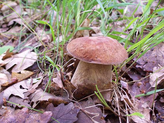 dubak Boletus sp.