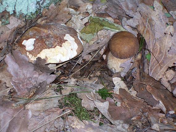 dubak Boletus sp.