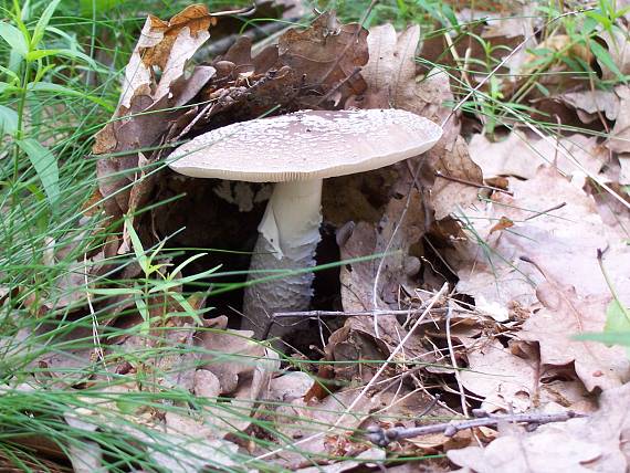 muchotrávka hrubá Amanita excelsa (Fr.) Bertill.