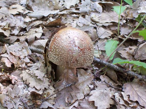 muchotrávka červenkastá Amanita rubescens Pers.