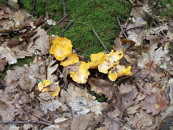 kuriatko jedlé Cantharellus cibarius Fr.