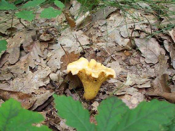 kuriatko jedlé Cantharellus cibarius Fr.