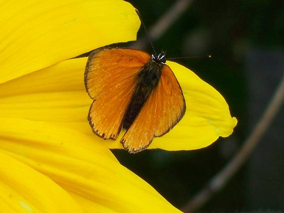 ohniváčik zlatobyľový Lycaena virgaureae