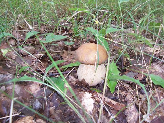 hríb Boletus sp.