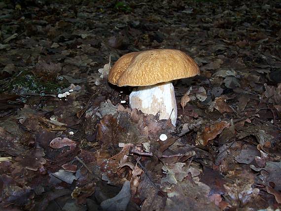 hríb dubový Boletus reticulatus Schaeff.