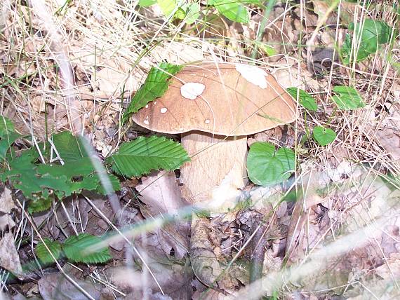 hríb dubový Boletus reticulatus Schaeff.