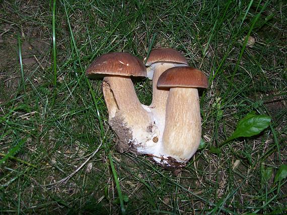 hríb dubový Boletus reticulatus Schaeff.