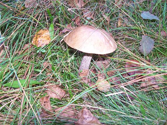 kozák brezový Leccinum scabrum (Bull.) Gray