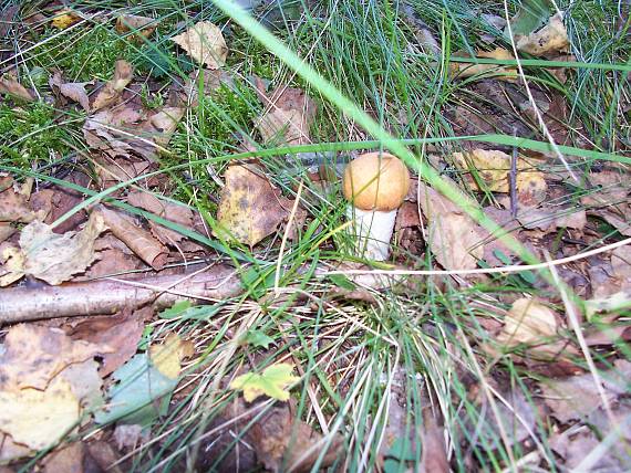 kozák osikový Leccinum albostipitatum den Bakker & Noordel.