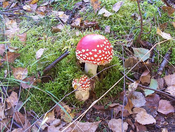 muchotrávka červená Amanita muscaria (L.) Lam.