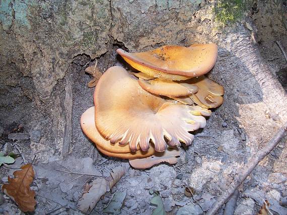 kališník hnedooranžový Omphalotus olearius (DC.) Singer