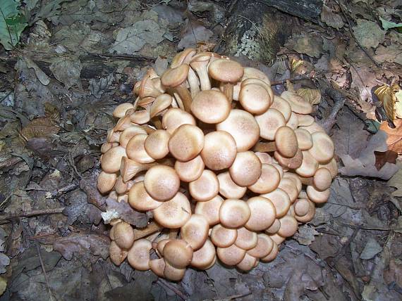 podpňovka bezprsteňová Armillaria socialis (DC.) Fayod