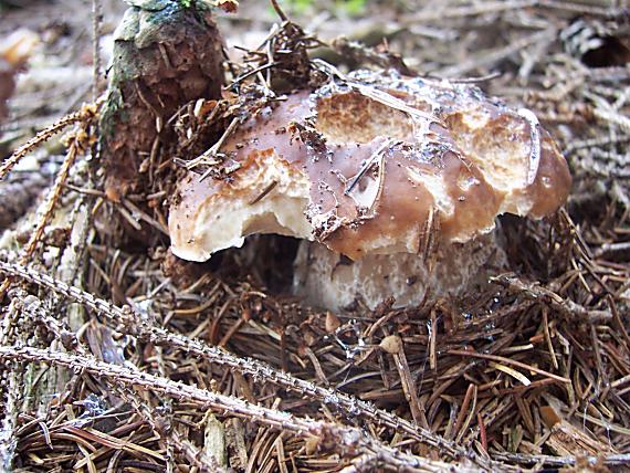 hríb smrekový Boletus edulis Bull.