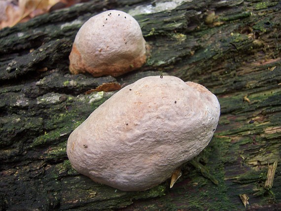 práchnovec kopytovitý Fomes fomentarius (L.) J.J. Kickx