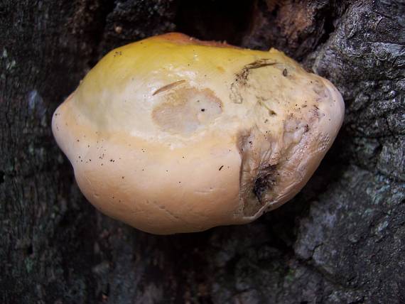 práchnovček pásikavý Fomitopsis pinicola (Sw.) P. Karst.