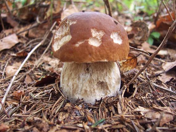 hríb smrekový Boletus edulis Bull.