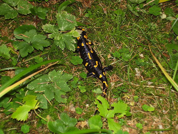 krásna salamandra