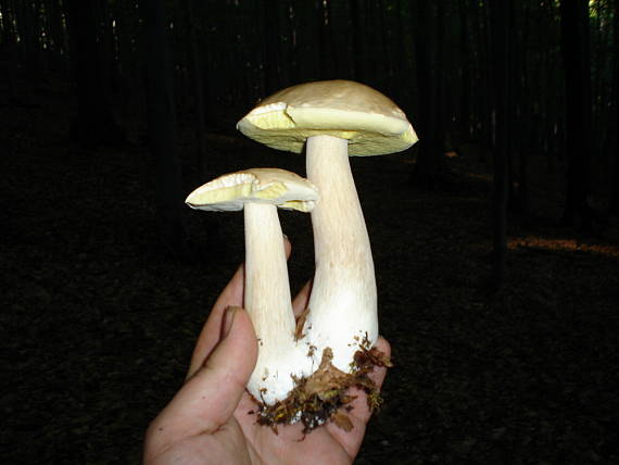 kozáky Leccinum sp.