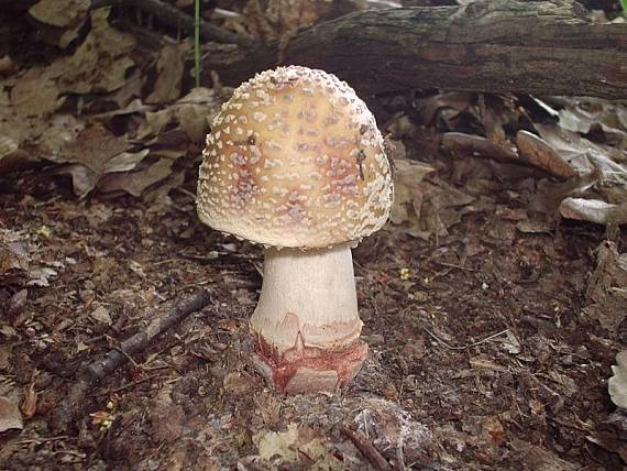 muchotrávka červenkastá Amanita rubescens Pers.