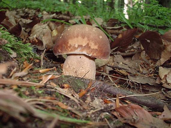 hríb dubový Boletus reticulatus Schaeff.