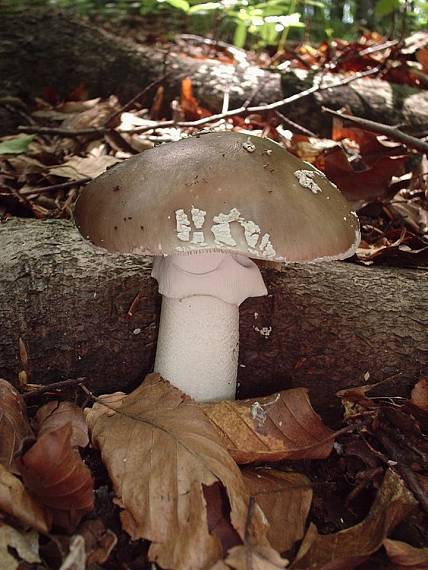 muchotrávka hrubá Amanita excelsa (Fr.) Bertill.