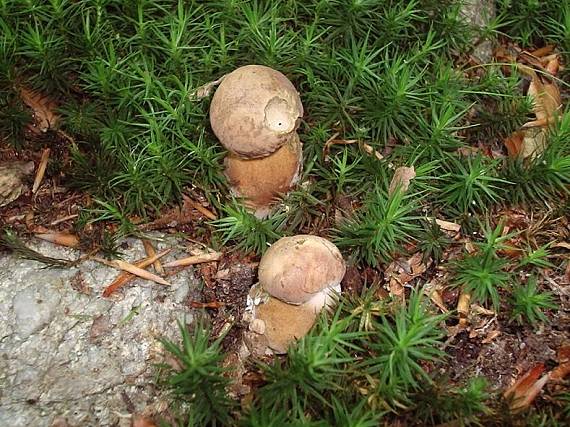 podhríb žlčový Tylopilus felleus (Bull.) P. Karst.