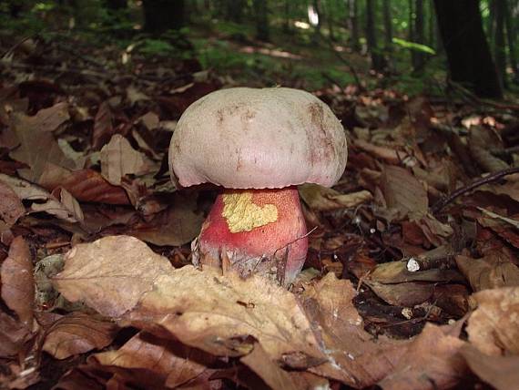 hríb purpurový Rubroboletus rhodoxanthus Kuan Zhao &amp; Zhu L. Yang