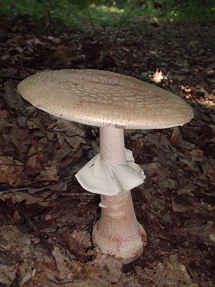 muchotrávka červenkastá Amanita rubescens Pers.