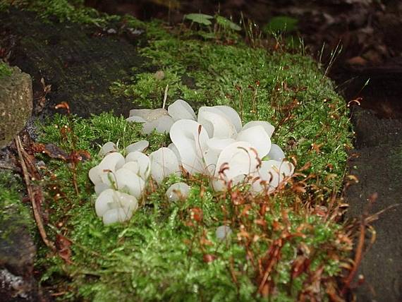 pajelenka želatínová Pseudohydnum gelatinosum (Scop.) P. Karst.