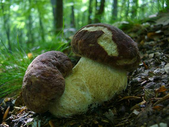 hríb sosnový Boletus pinophilus Pil. et Dermek in Pil.