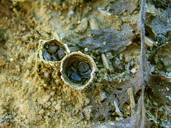 čiaškovec hladký Cyathus olla (Batsch) Pers.