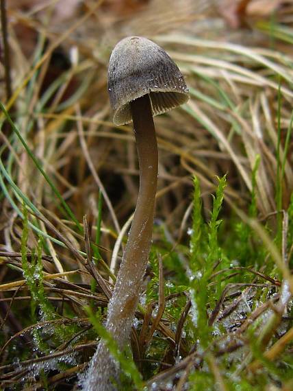 prilbička Mycena sp.