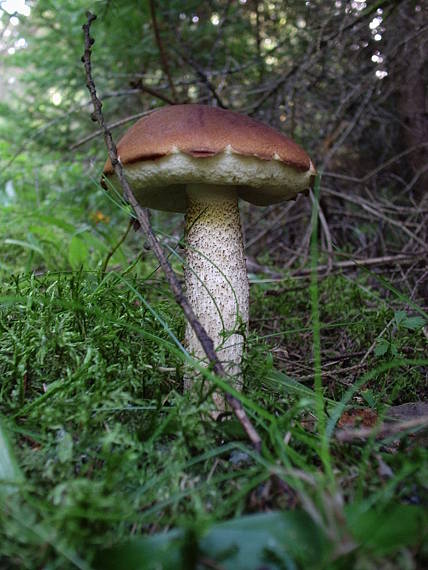 kozák osikový Leccinum albostipitatum den Bakker & Noordel.