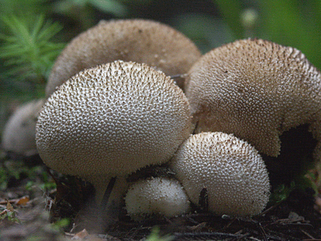 prášnica Lycoperdon sp.