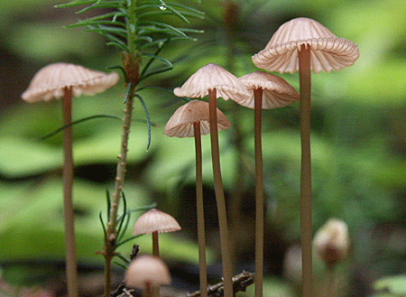 prilbička červenoobrúbená Mycena rubromarginata (Fr.) P. Kumm.