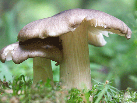 povraznica širokolupeňová Megacollybia platyphylla (Pers.) Kotl. & Pouzar