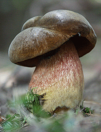 hríb zrnitohlúbikový Sutorius luridiformis (Rostk.) G. Wu & Zhu L. Yang