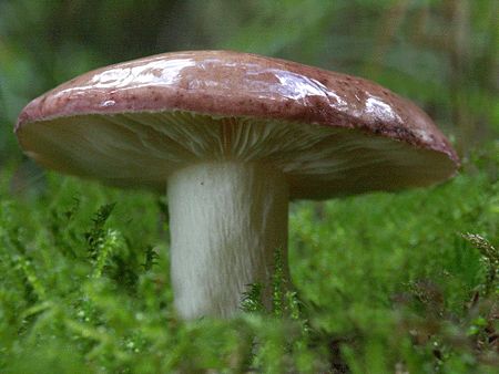 plávka Russula sp.