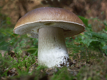 hríb smrekový Boletus edulis Bull.