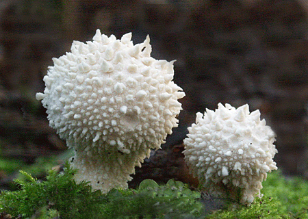 prášnica bradavičnatá Lycoperdon perlatum Pers.