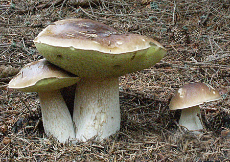 hríb smrekový Boletus edulis Bull.