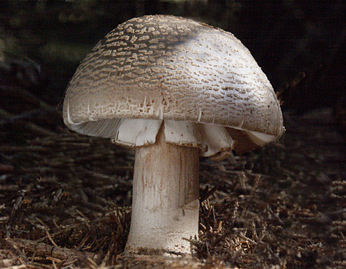 muchotrávka červenkastá Amanita rubescens Pers.