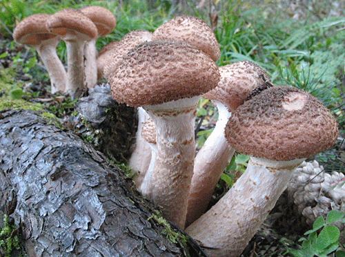 podpňovka obyčajná Armillaria mellea (Vahl) P. Kumm.